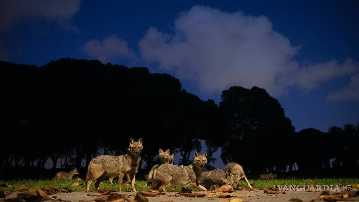 $!La Tierra, más salvaje y limpia gracias a las millones de personas que están en cuarentena por el COVID-19