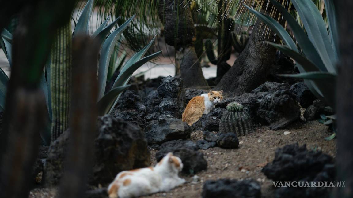 $!Gatos descansan en el jardín del Palacio Nacional en Ciudad de México, el jueves 4 de marzo de 2024.