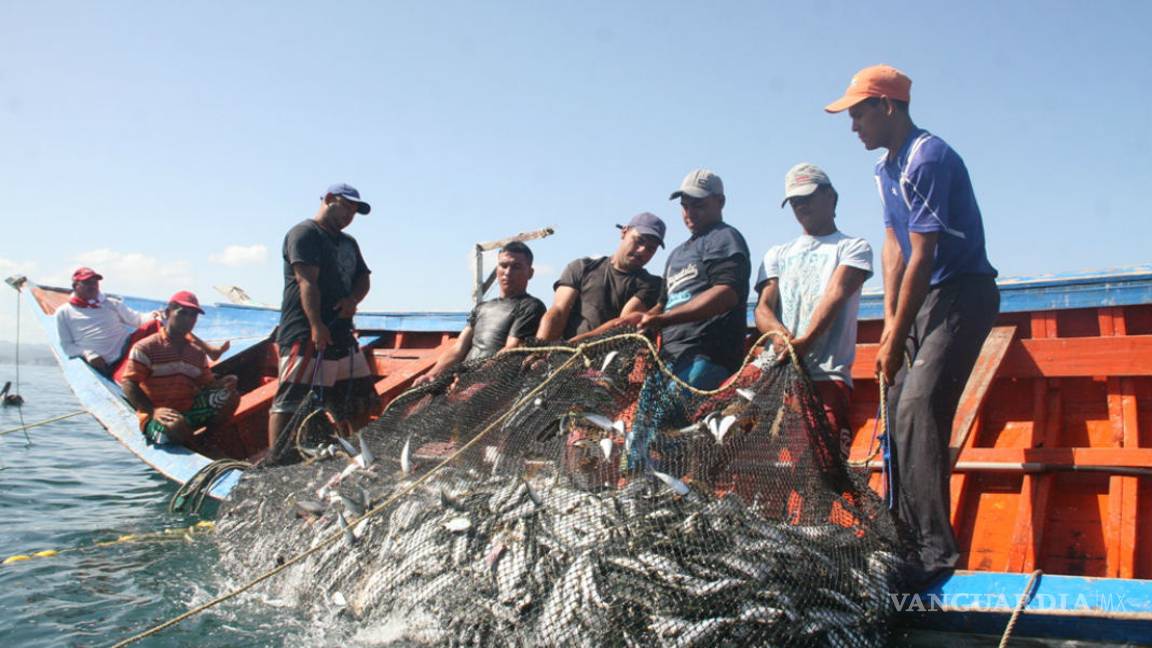 $!Atún, mero y huachinango están en peligro por la sobreexplotación en México