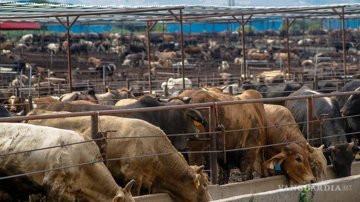 Por sequía, ganaderos piden apoyos emergentes