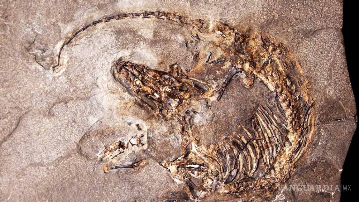 Fósil español, evidencia mundial de la evolución del pelaje en mamíferos