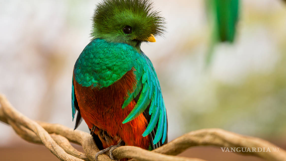 El quetzal, al borde de la extinción por caza y falta de hábitat, alertan