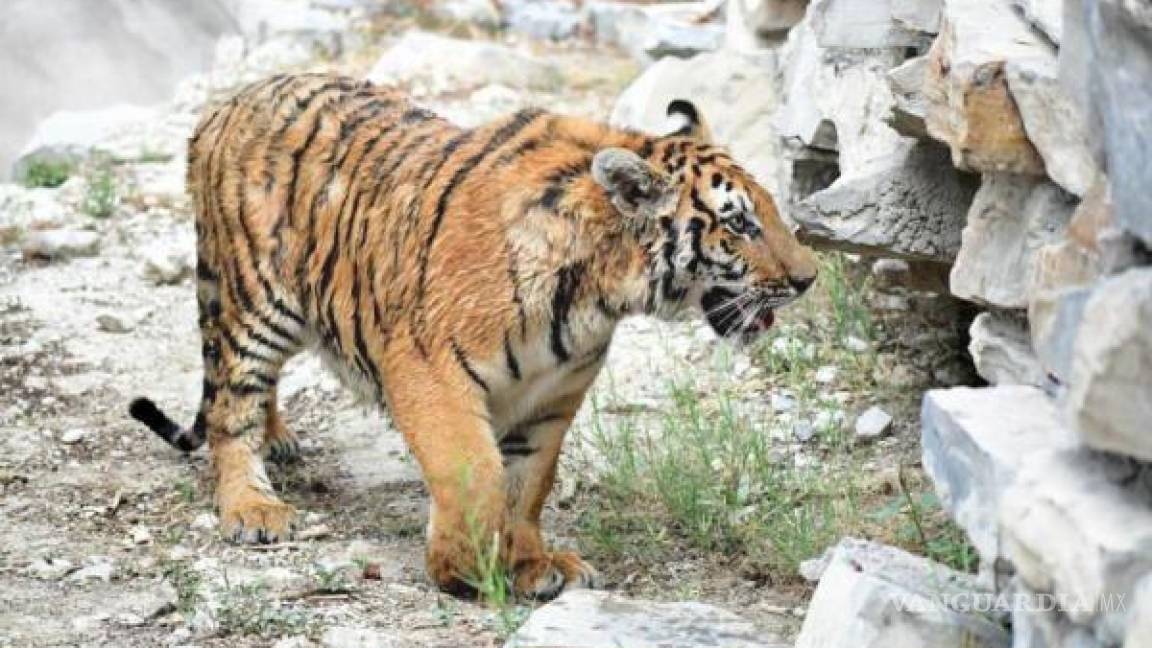 Inspectora de Profepa es atacada por un tigre durante revisión; Asociación de zoológicos culpa a Semarnat