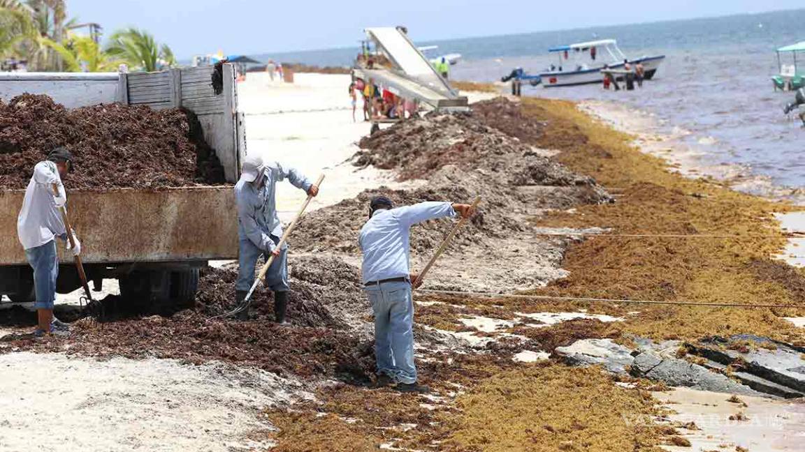 $!La guerra contra sargazo en Quintana Roo, hace falta ayuda federal contra la macroalga