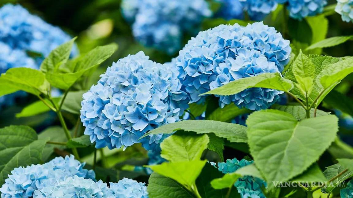 ¿Ya regalaste flores azules a tu novio?, hoy es su día