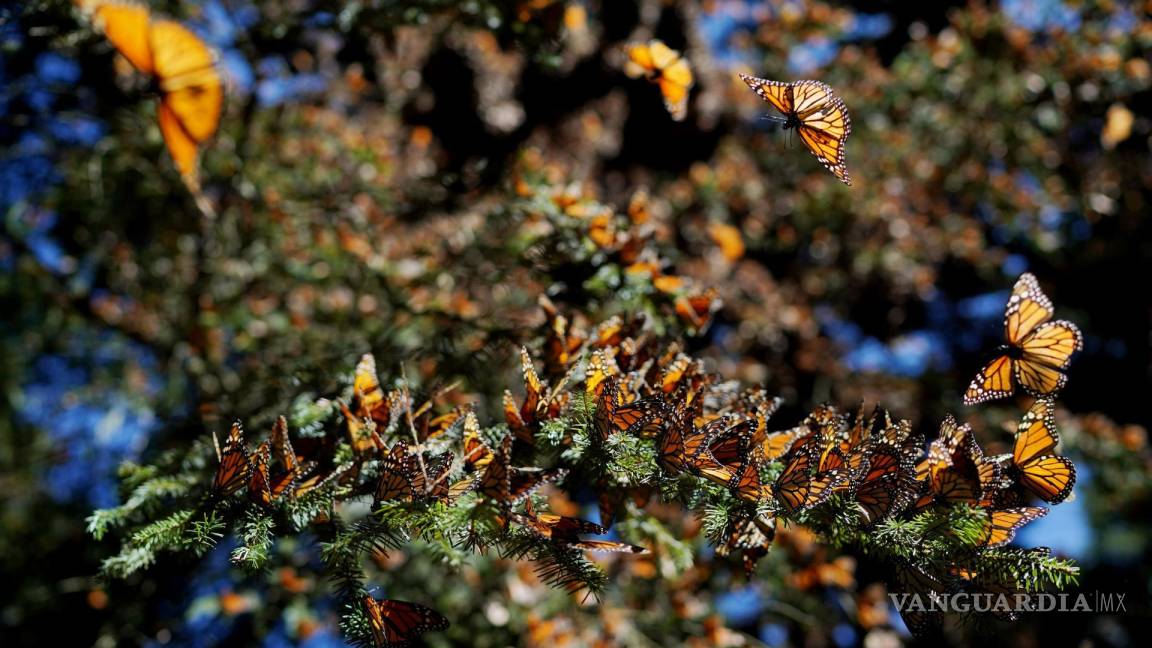 Población de la mariposa monarca disminuye 26% en México