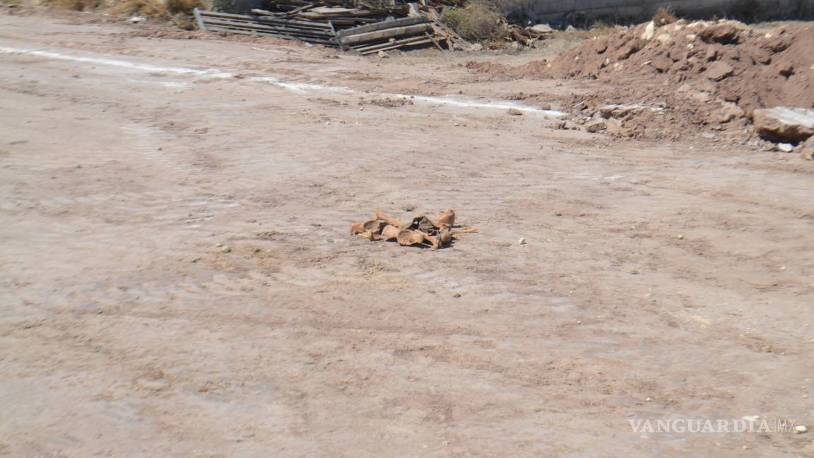 Localizan restos óseos en predio de la colonia Las Coquetas de Saltillo