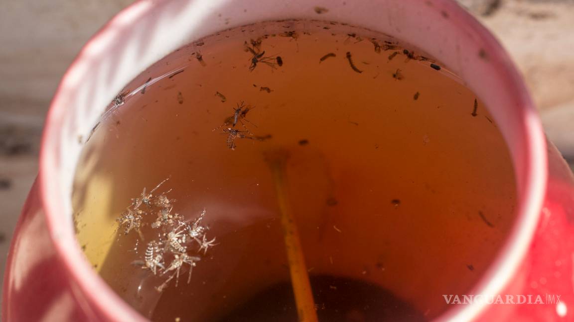 $!Virus del Zika no es mortal: experto de la UNAM