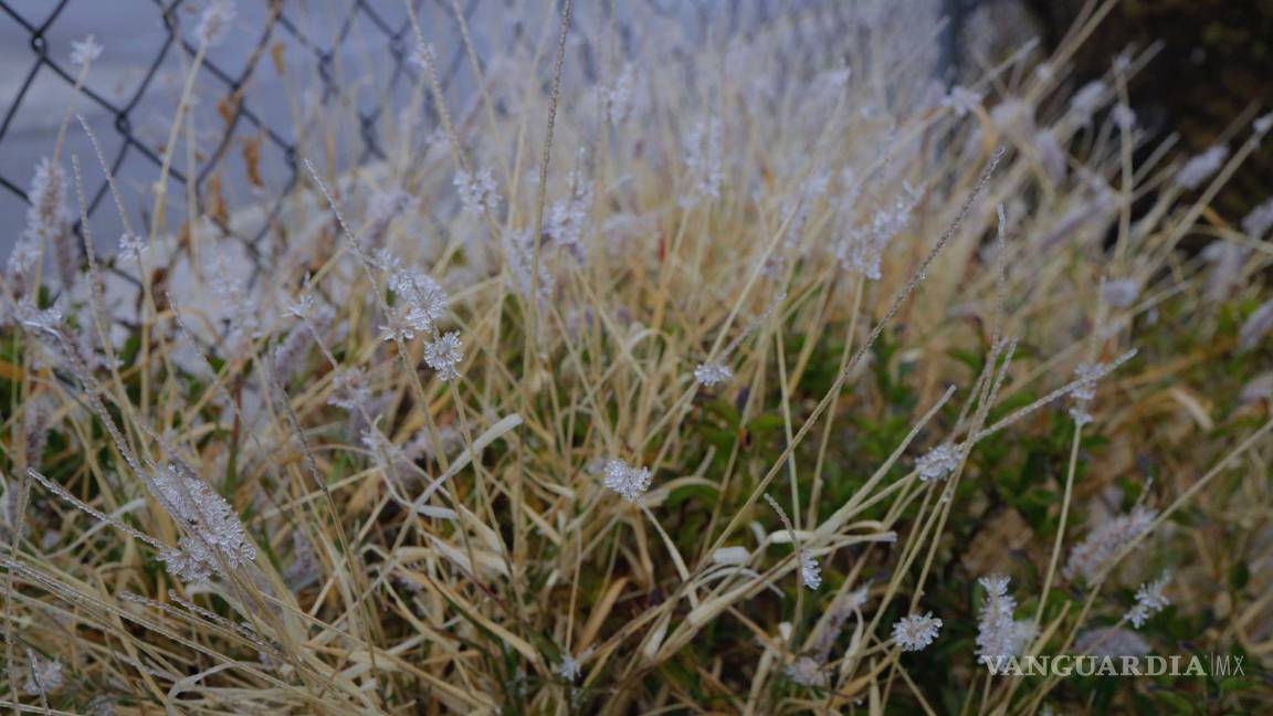$!Copos de hielo conforman el paisaje saltillense de esta mañana.