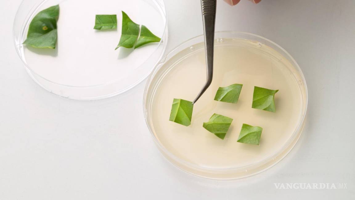 $!Café producido en biorreactor mediante agricultura celular, hojas. EFE/VTT