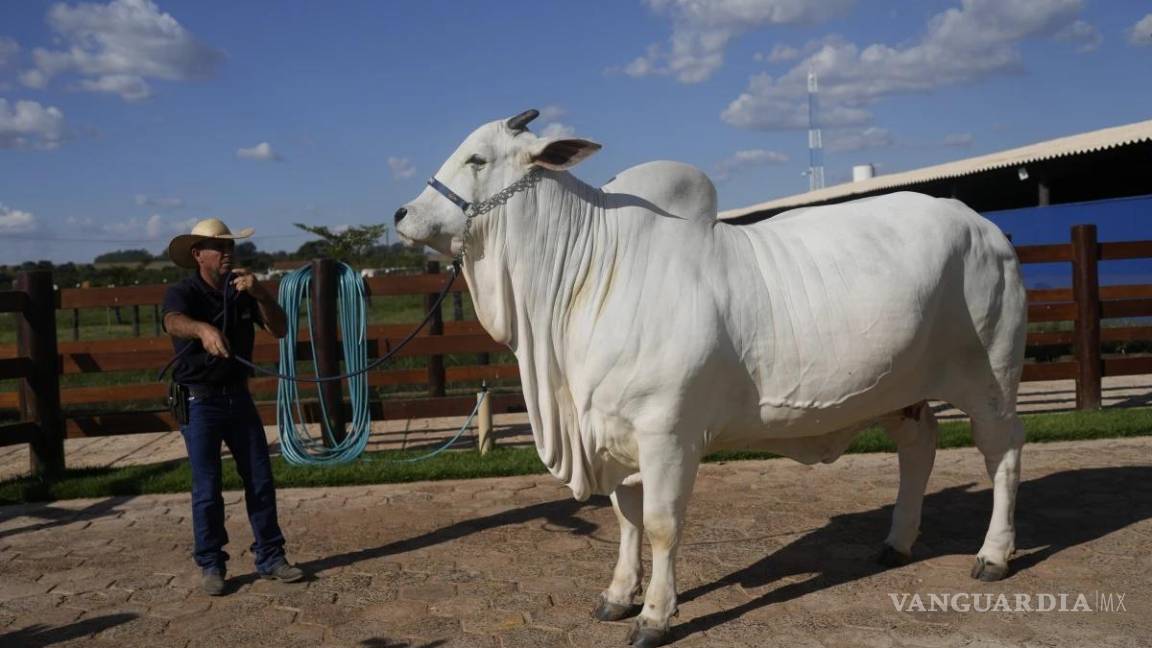 $!Viatina-19 es el producto de años de esfuerzos para criar vacas más carnosas, y es la más la más cara jamás vendida en una subasta, según Guinness World Records