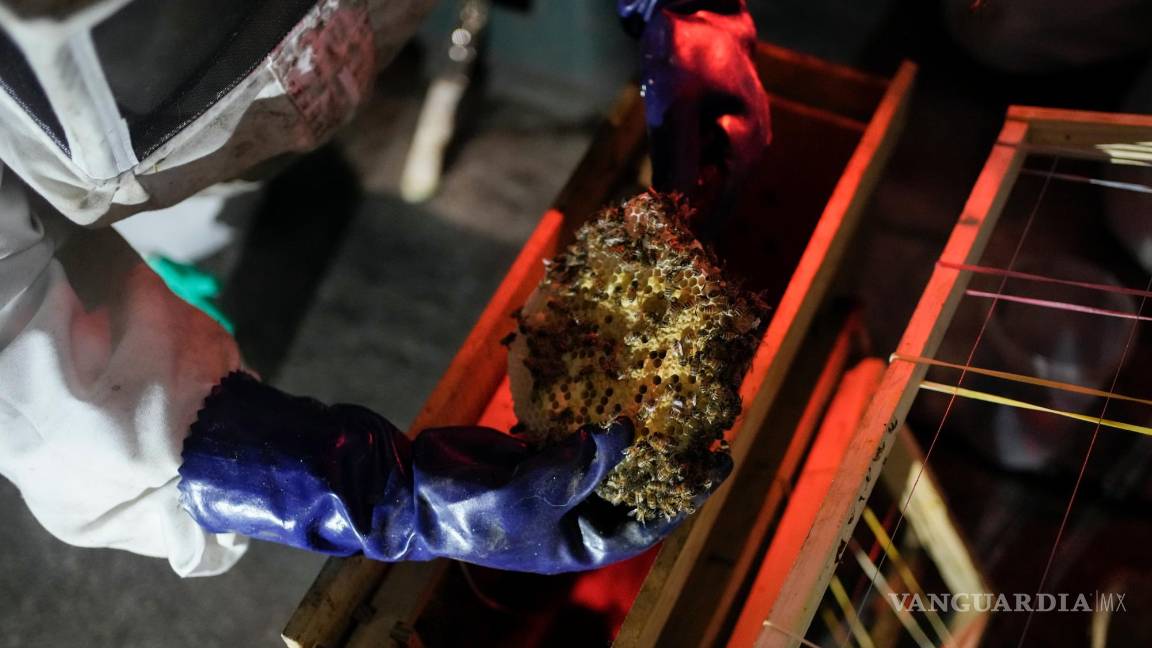 $!Adriana Veliz, vestida con un traje especial para protegerse de picaduras, rescata una colmena que las abejas en la Ciudad de México.