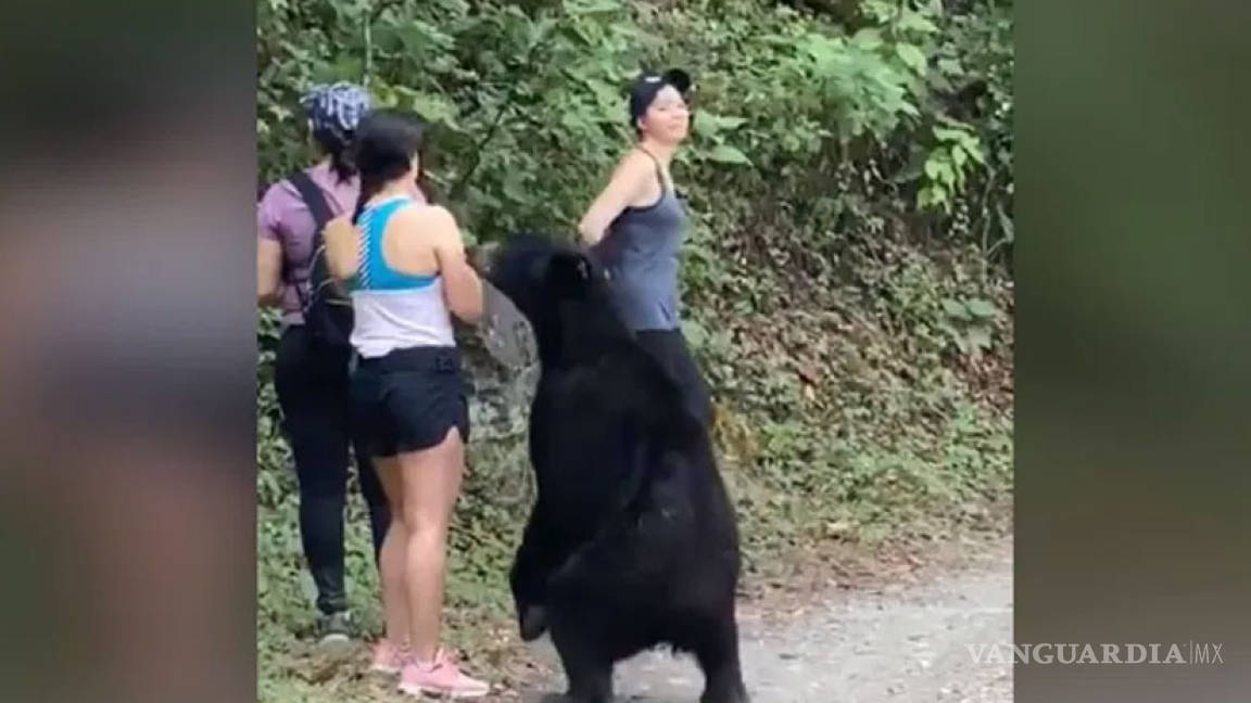 Capturaron al oso 'cariñoso' de Chipinque; lo castraron antes de liberarlo