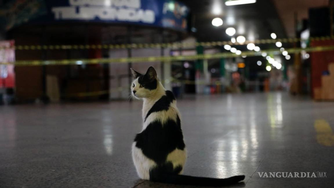 $!Descubren que los gatos asintomáticos propagan el coronavirus a otros gatos