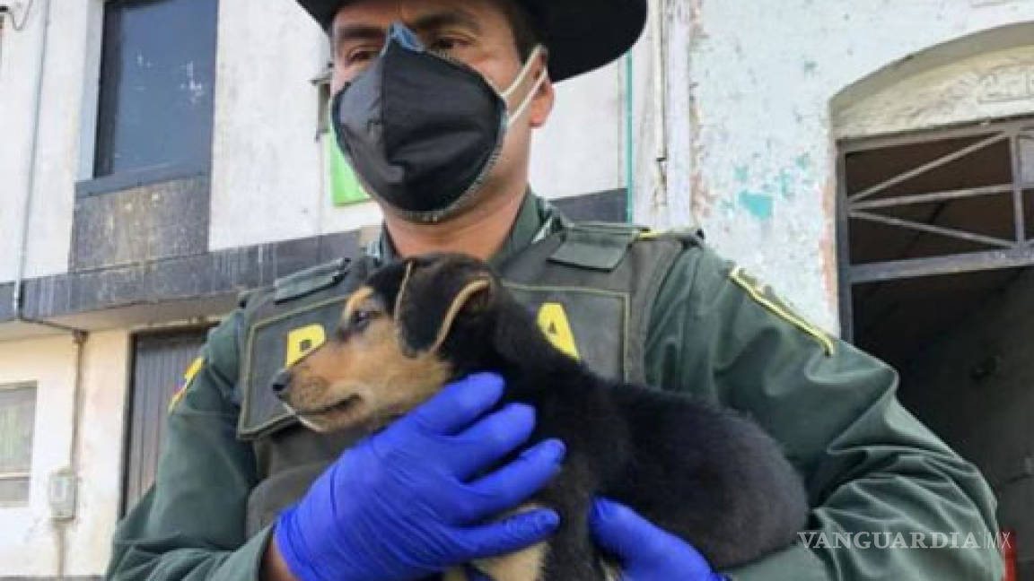 Colombianos abandonan a sus perros por falsos rumores de contagio