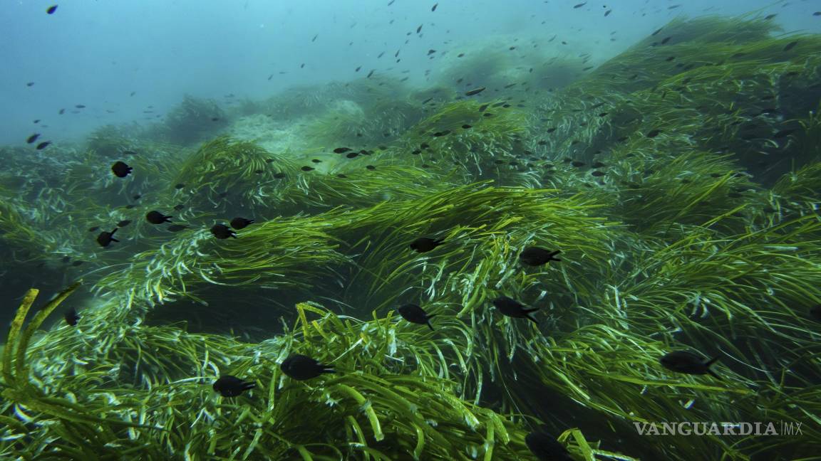$!Frente a la costa sur de Francia, el Parque Nacional de Port-Cros es una de las reservas marinas más antiguas del Mediterráneo.