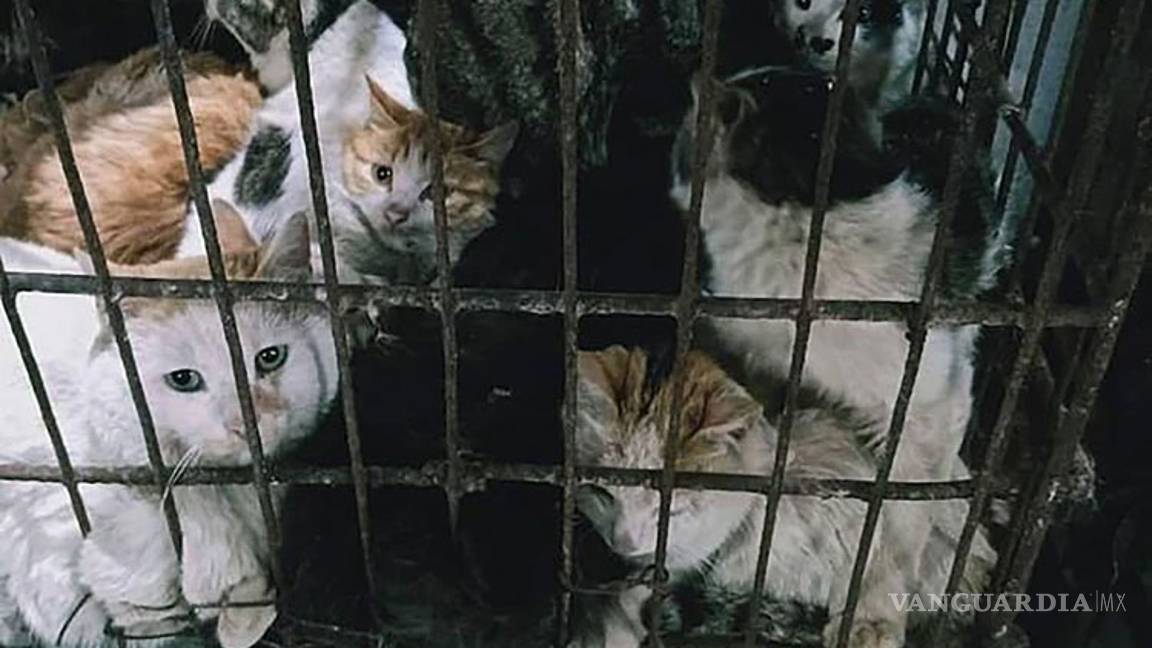 $!En China siguen vendiendo murciélagos... y perros, gatos y otros animales para comer