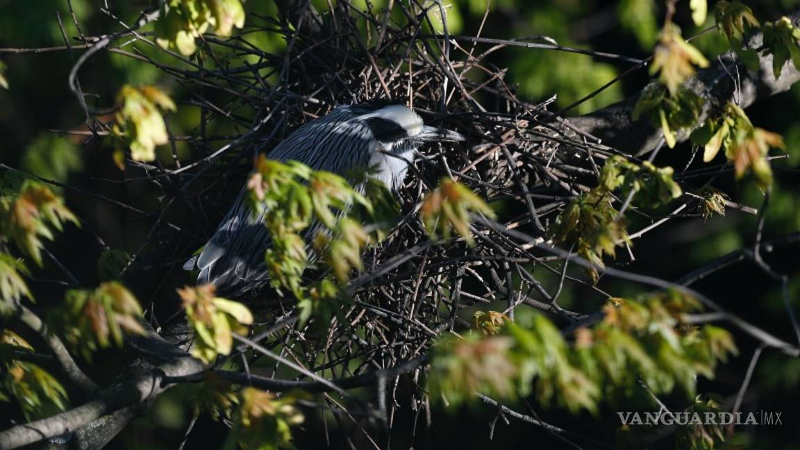 $!Mira cómo festeja el Día de la Tierra sus primeros 50 años con una pandemia global por el COVID-19