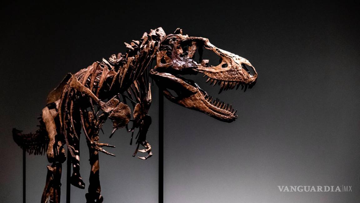 Subastan el esqueleto de un dinosaurio de hace 77 millones de años