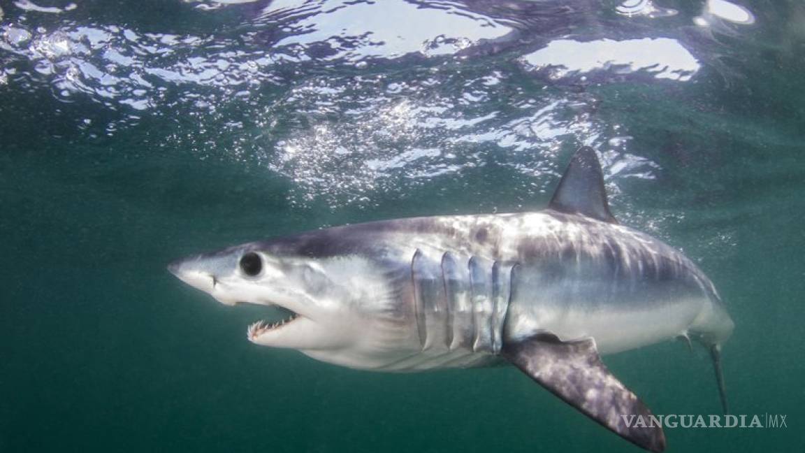 Tiburones usan campos magnéticos para orientarse en el océano