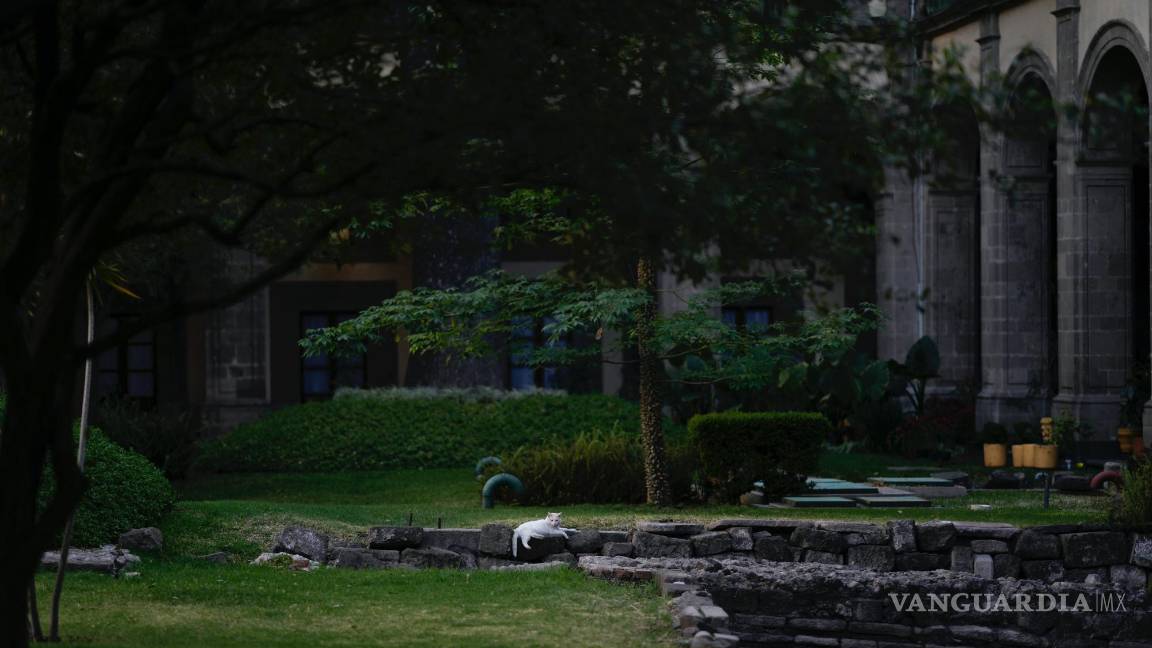 $!Coco descansa en el terreno del Palacio Nacional en Ciudad de México.