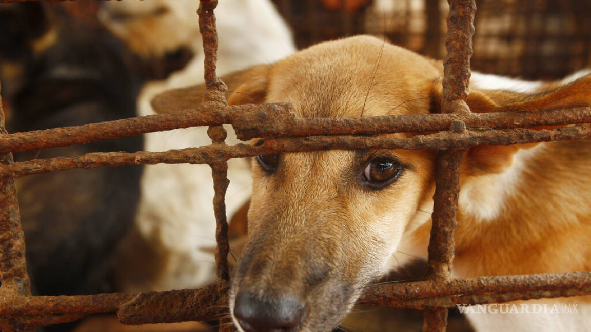Logran triunfo defensores de los animales: cierran matadero de perros en Camboya
