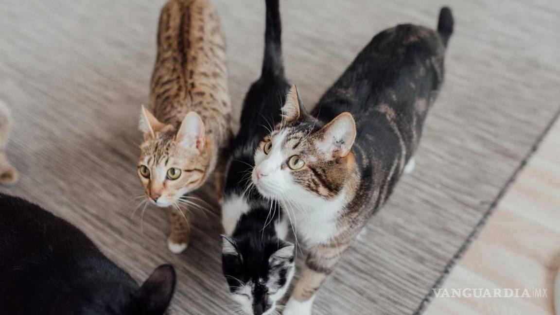 $!Los animales nos hablan sin usar palabras.