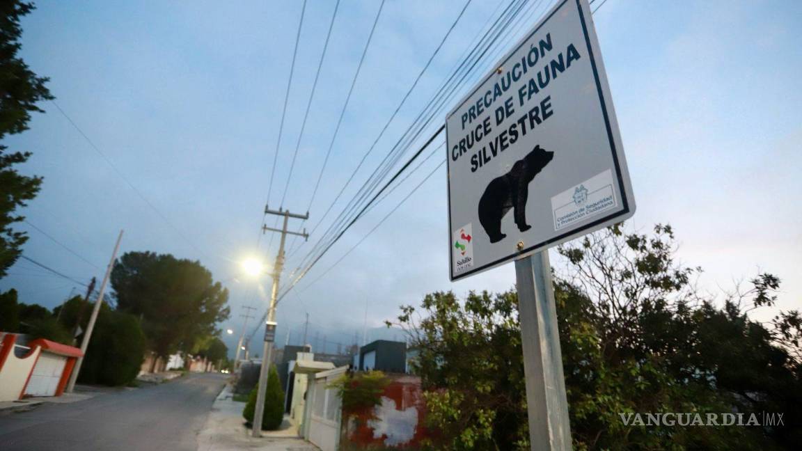 $!La recomendación principal a la población es mantener la calma en caso de encuentros, ya que estos animales no son agresivos pero sí tolerantes a la presencia humana.