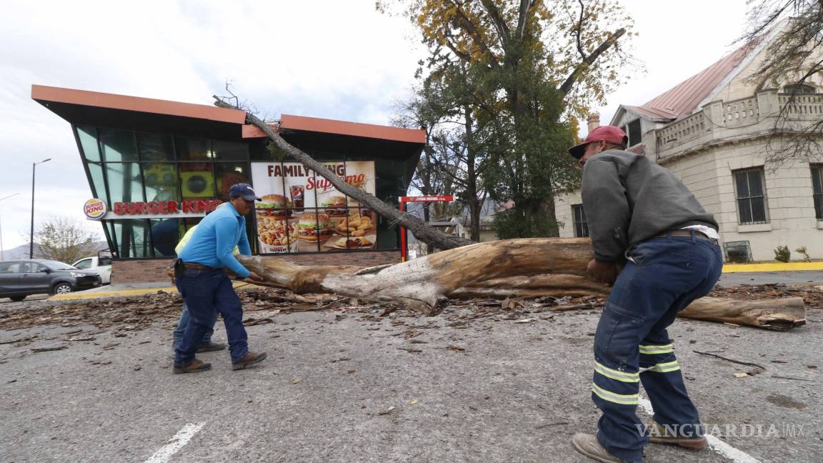 Árbol cae sobre restaurante en plaza comercial de Saltillo