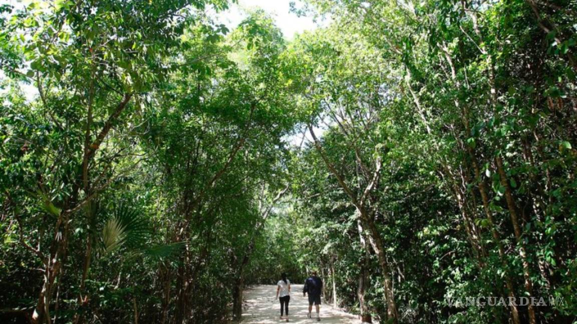 Selva Maya recupera casi 11 mil hectáreas de bosque