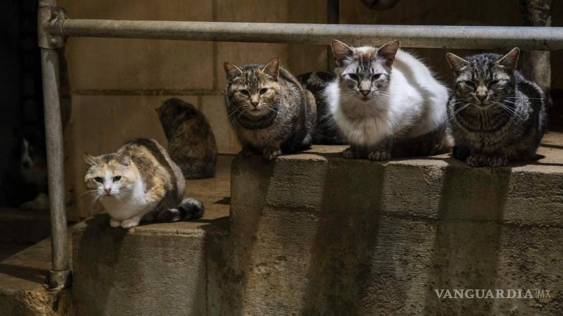 Cómo tu gato o tu perro podrían advertir de un brote de gripe aviar