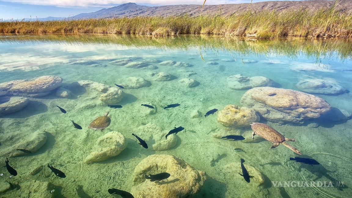 $!Presenta Daniel Bates Hurtado el ‘Desierto vivo’ de Coahuila