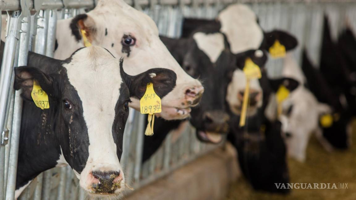 Demandan productores de leche precios competitivos y seguridad comercial