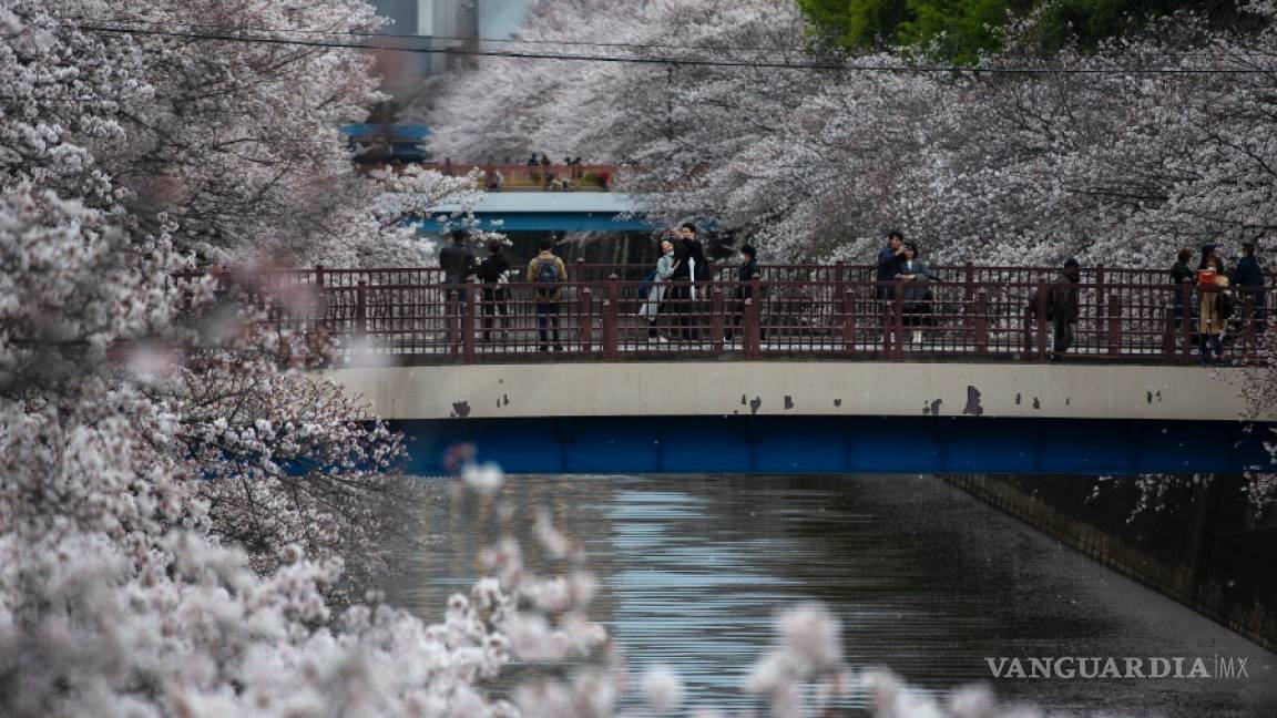 Rápida floración de los cerezos bate récords en Japón, creen que es por el cambio climático