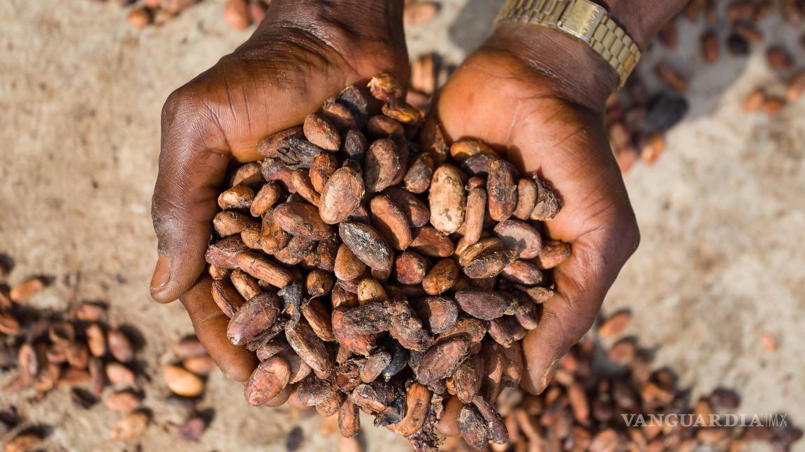$!Granos de cacao se extienden para secar en una granja de la comunidad de Wao-Wao, en el estado de Ondo, Nigeria. África produce el 73 % del cacao mundial pero sólo consume el 3 % de chocolate.
