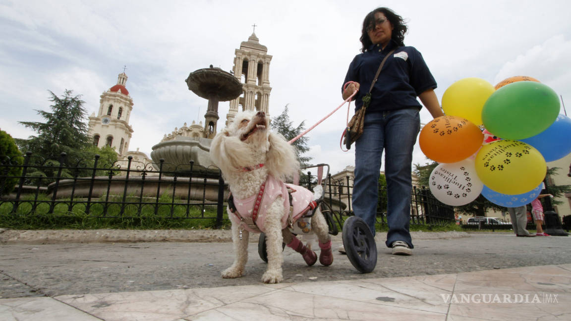 Reforzará Coahuila leyes para la defensa de los animales
