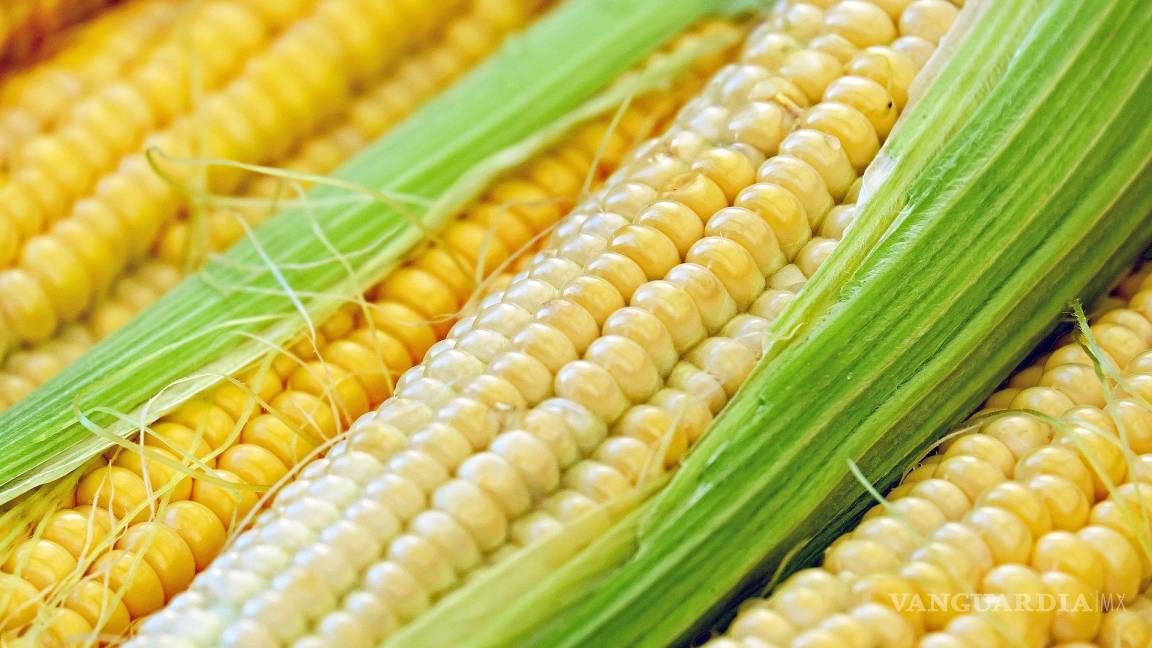 México seguirá importando maíz transgénico de EU