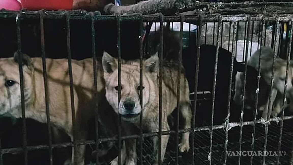 $!En China siguen vendiendo murciélagos... y perros, gatos y otros animales para comer