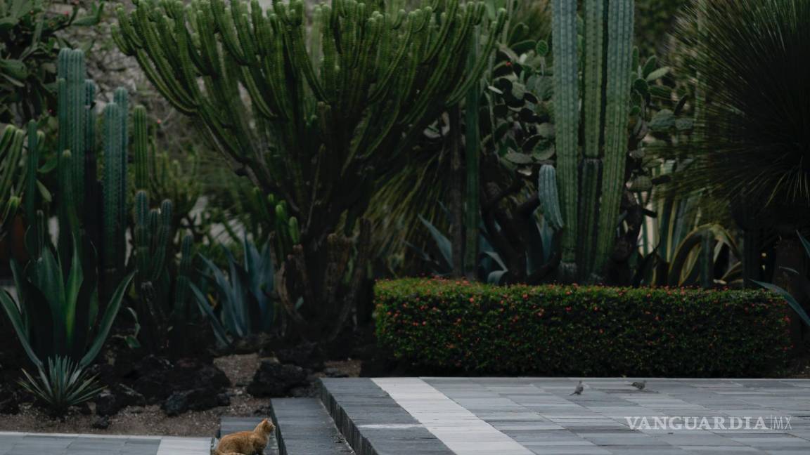 $!Un gato salvaje que vive en el terreno del Palacio Nacional acecha palomas en Ciudad de México.