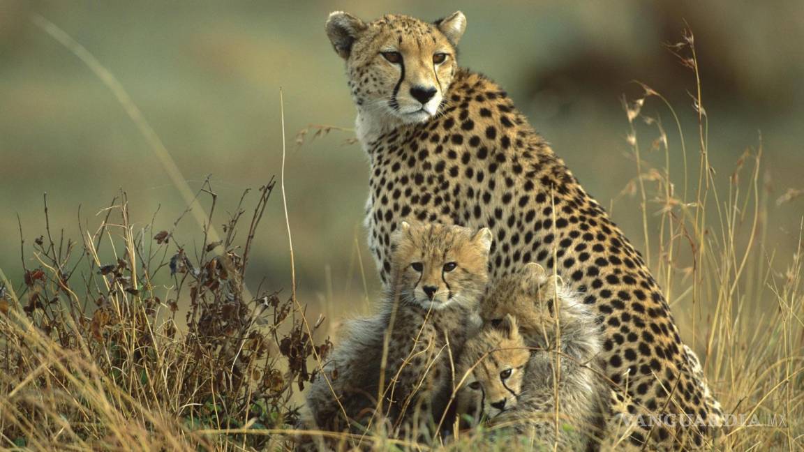 El guepardo, en peligro de extinción con sólo 7 mil ejemplares en el mundo