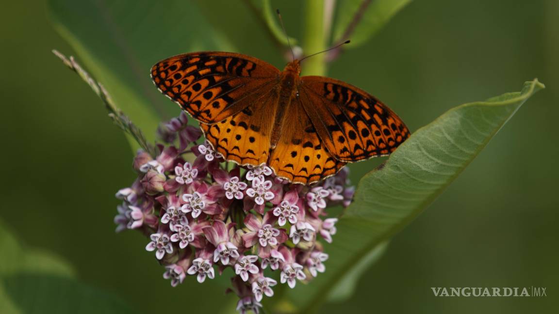 Estudio revela que las mariposas de Estados Unidos están desapareciendo a un ritmo ‘catastrófico´