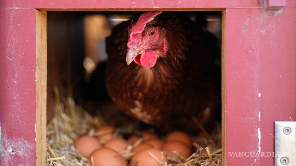 $!Robert F. Kennedy Jr. tiene una idea poco convencional para enfrentar la gripe aviar que asola las granjas avícolas estadounidenses.