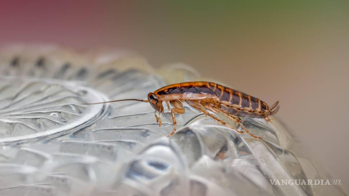 ¡Adiós cucarachas! Remedios caseros y productos para erradicar una plaga