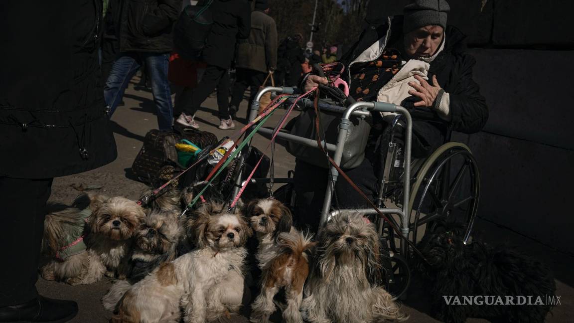 $!Antonina, de 84 años, sentada en una silla de ruedas tras ser evacuada junto a sus 12 perros desde Irpin, en un puesto de evaluación en Kiev, Ucrania.