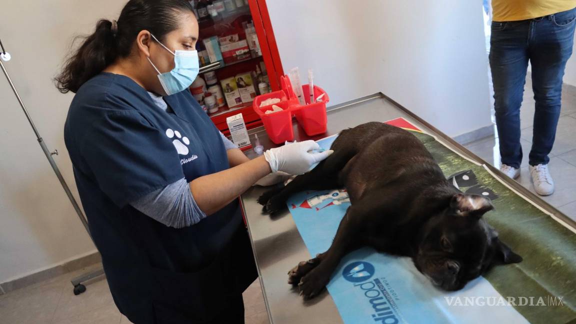 $!La doctora Claudia Vega acompañó al can en todo el tratamiento.