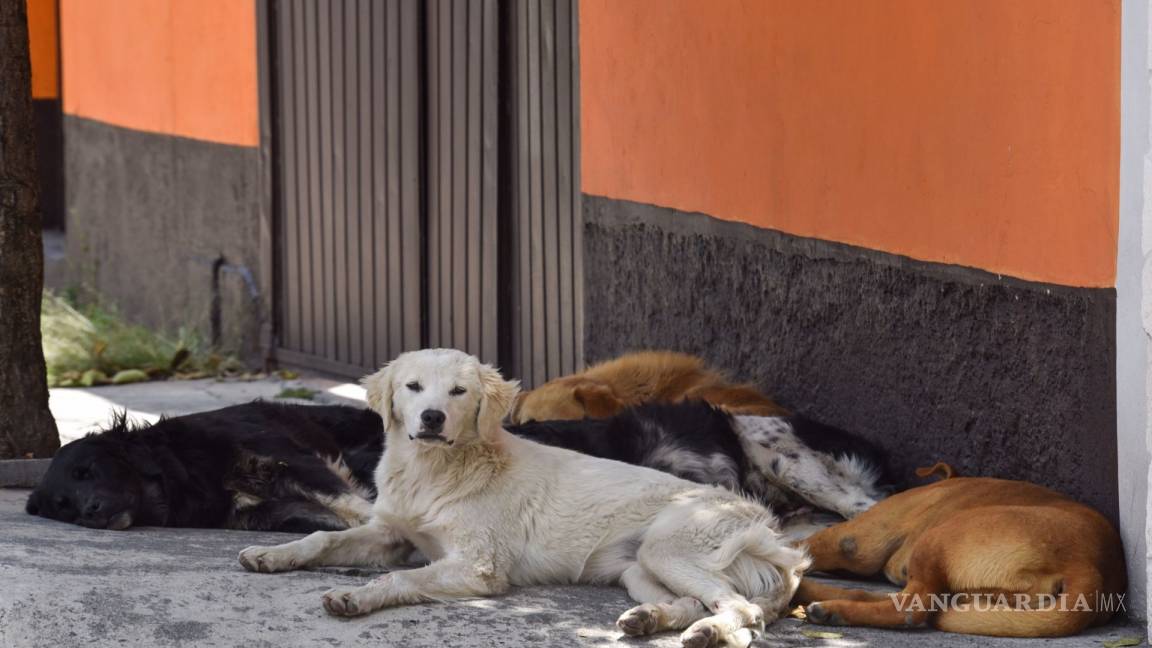 En Gómez Palacio, Durango, perros atacan a dos hombres; uno muere