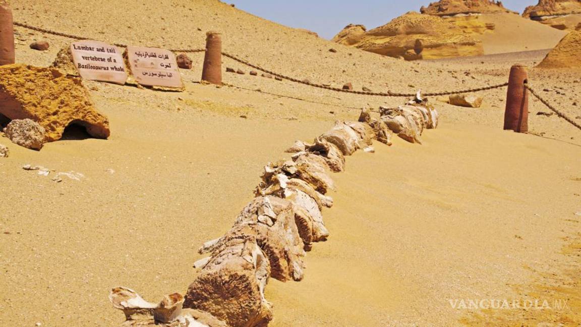 Wadi al Hitan, el desierto donde nadaron las ballenas