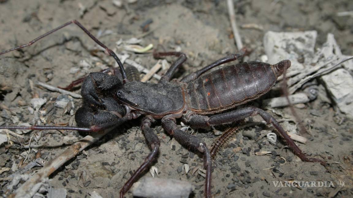 ¡Cuidado!... ¿Qué son los temibles Vinagrillos? cómo ahuyentarlos y qué hacer si te pica uno