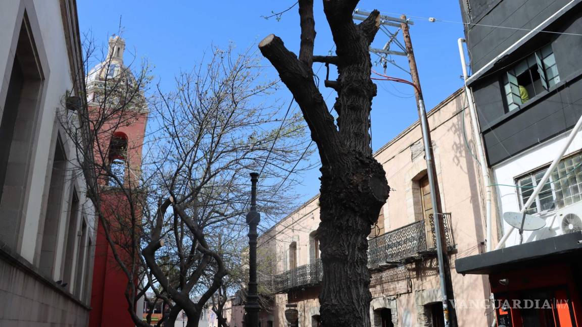Critican poda de árboles en callejón Ocampo de Saltillo