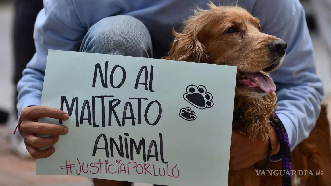$!Usuarios y voluntarios comparten, difunden y colaboran para salvar animales en situación crítica.